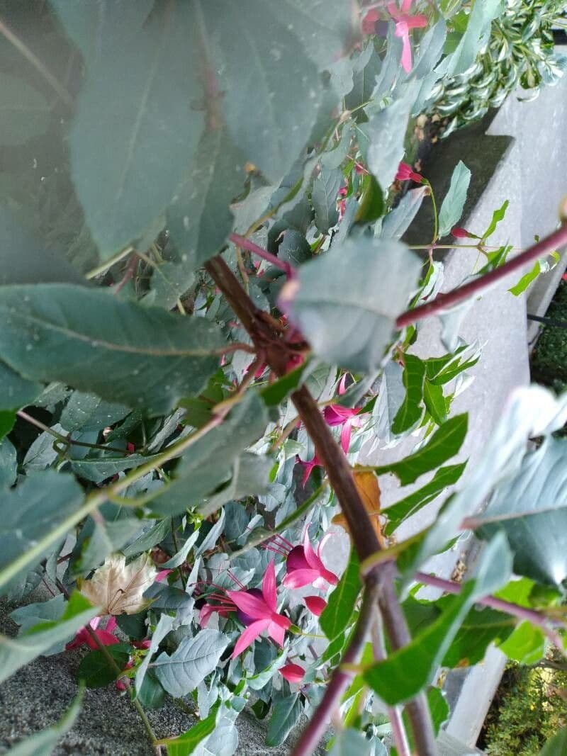 Fuchsien 23