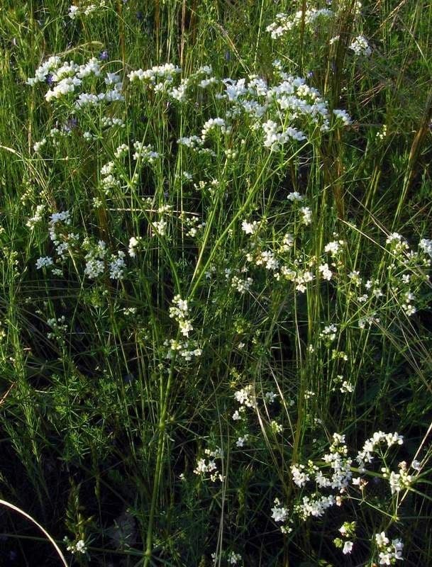 Rubia glauca 11