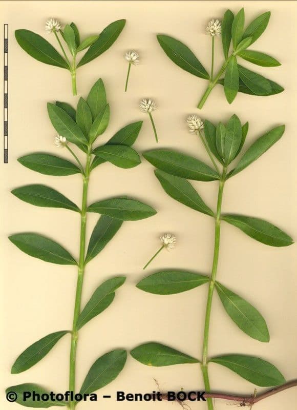 Erba alligatore 21