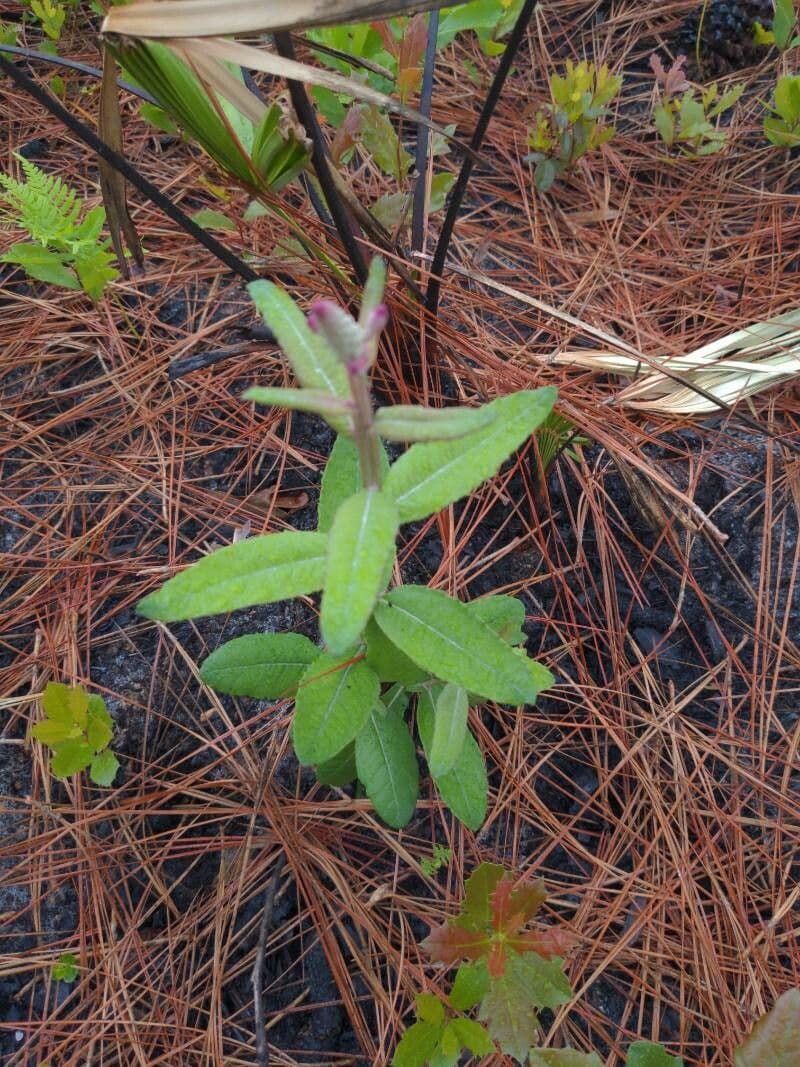 Pterocaulon 10