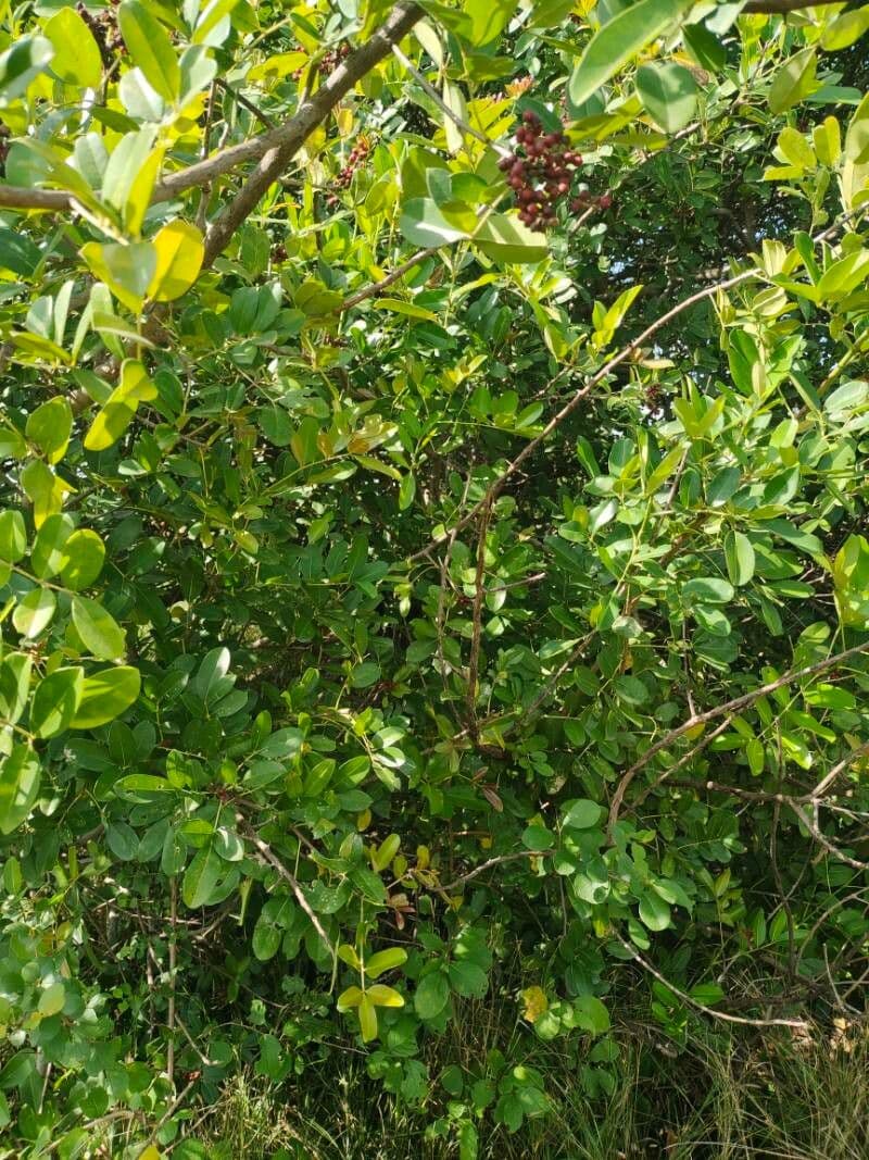 Zanthoxylum zanthoxyloides 4