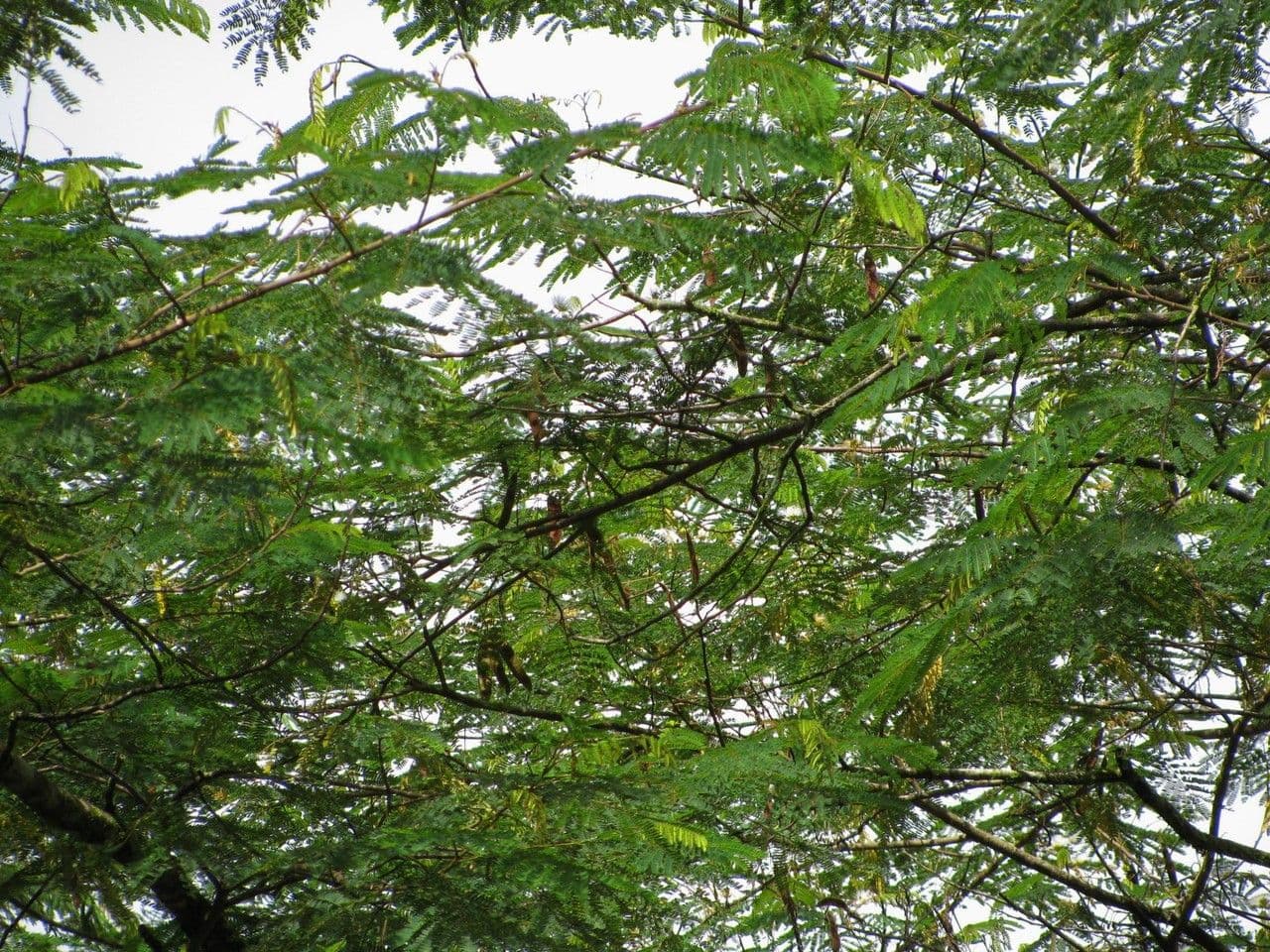 Albizia carbonaria 27