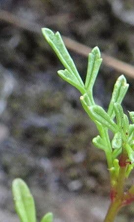 Cempasúchil multiflora 11