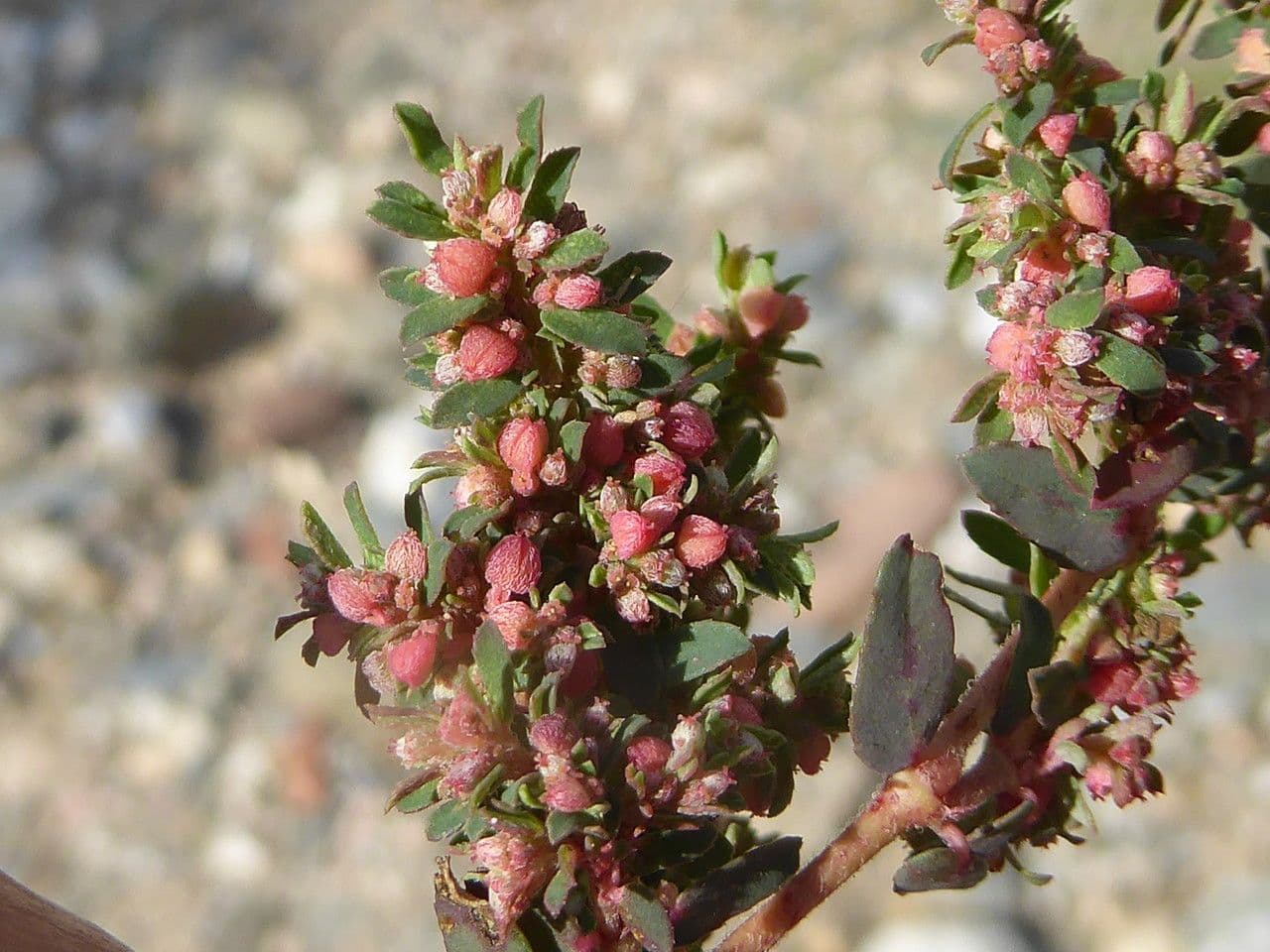 Euphorbe maculée