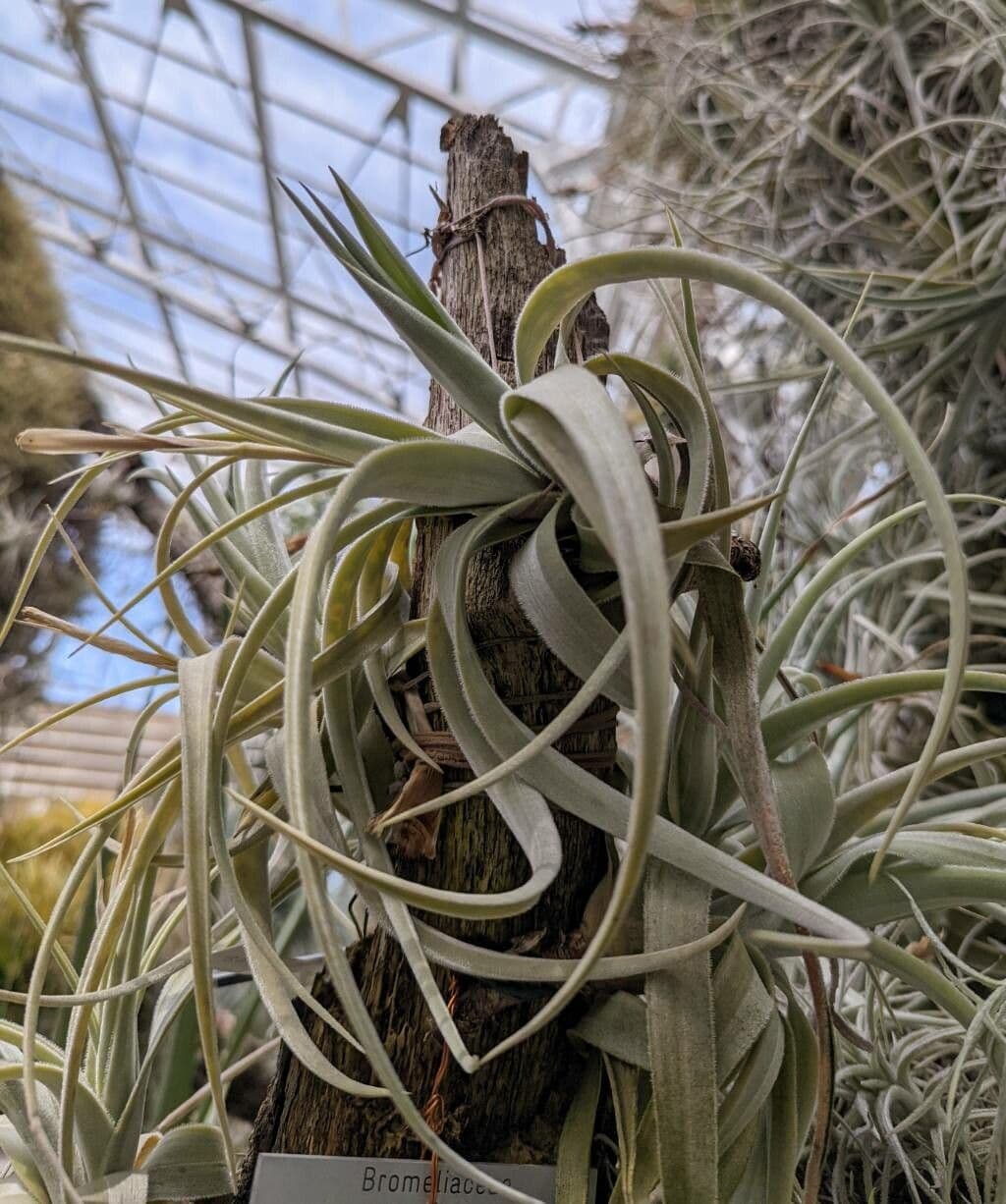 Tillandsia 4