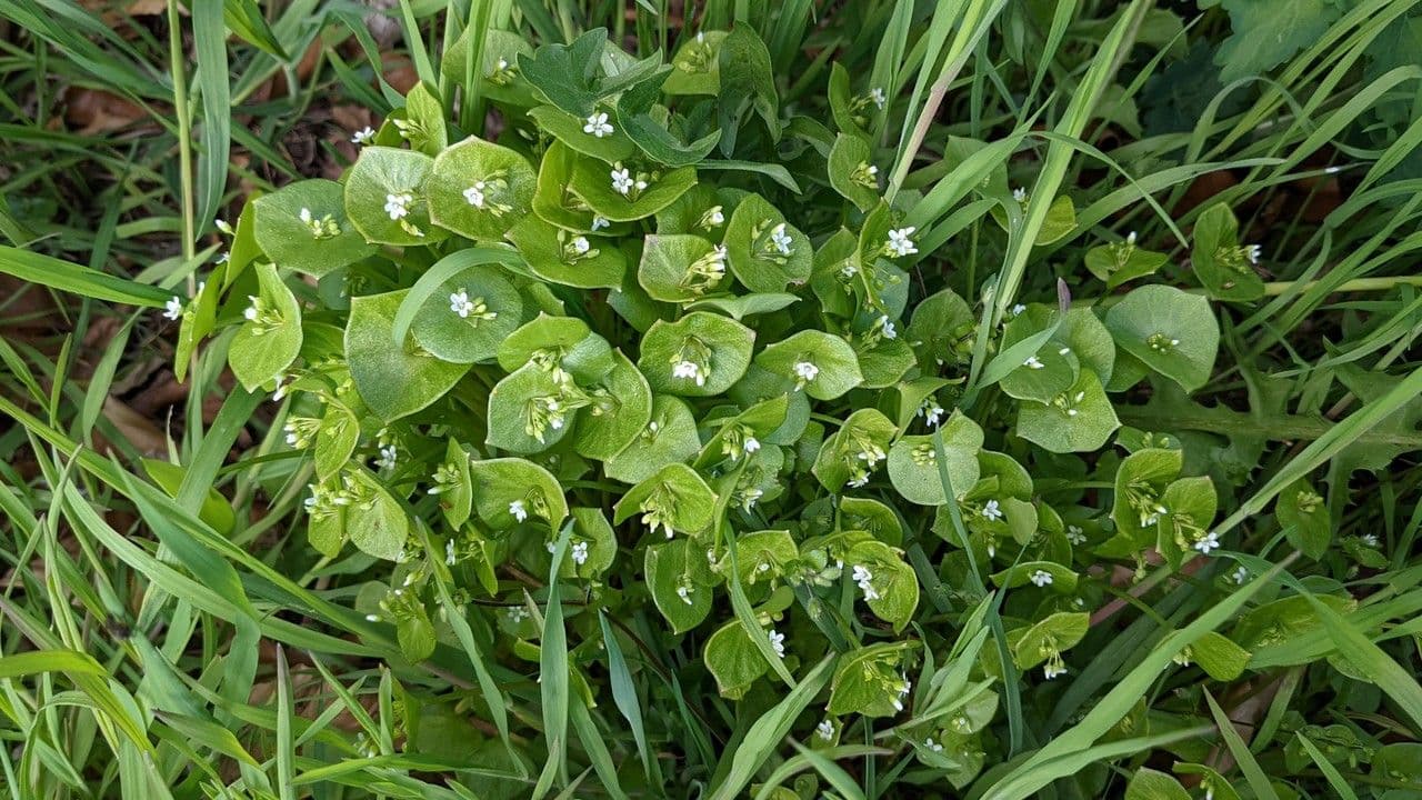 Gewöhnliches Tellerkraut 15