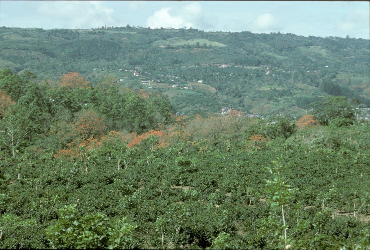 Poeppigs Korallenbaum