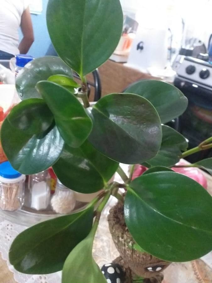 Peperomia 7