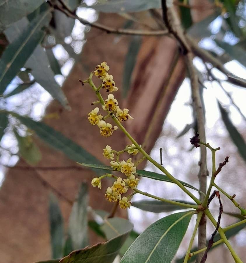 Ocotea 3
