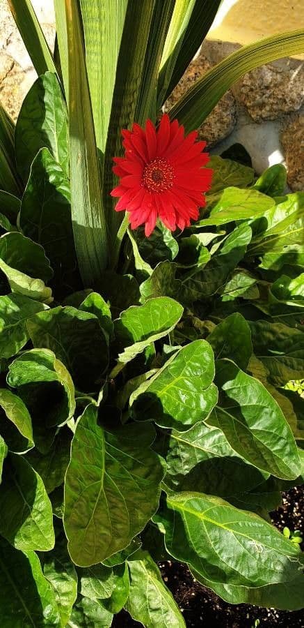 Gerbera Jamesonii 24