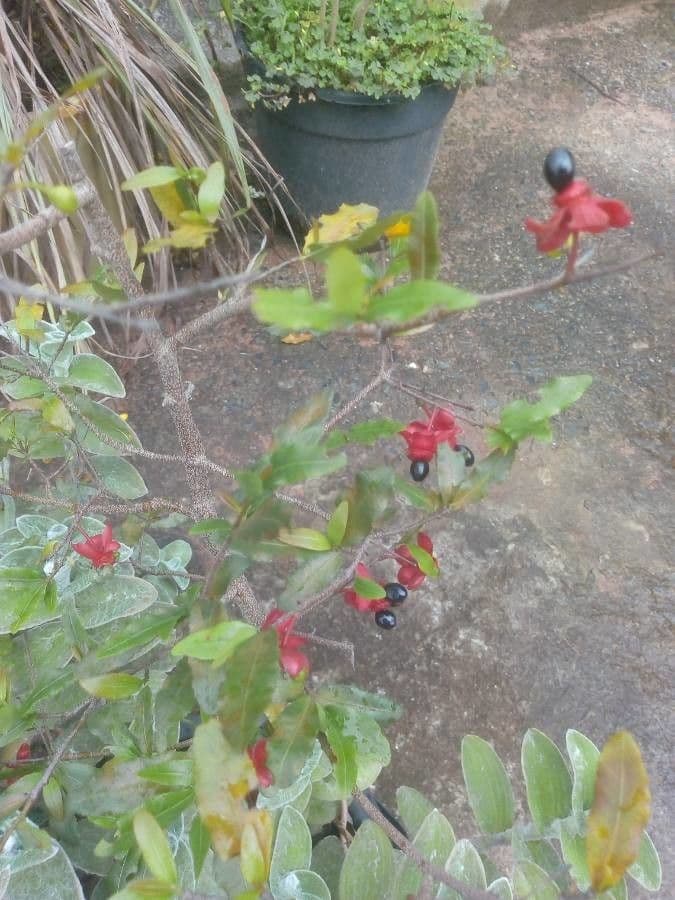 Ochna serrulata 12