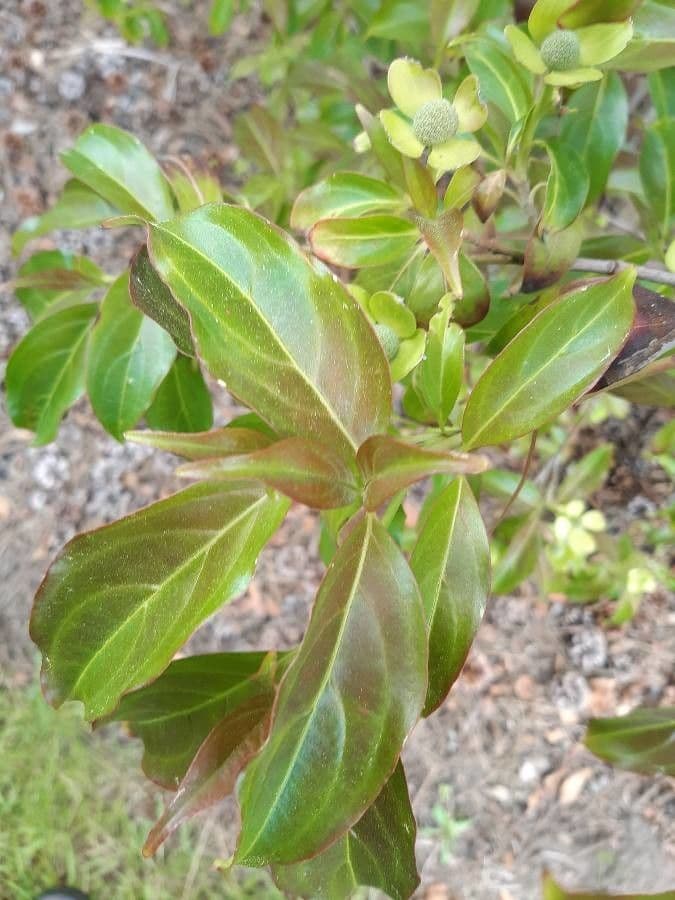 Cornus 8