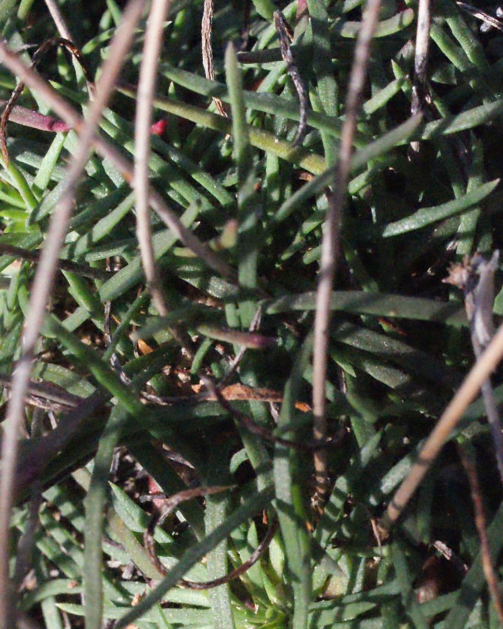 Armeria 23