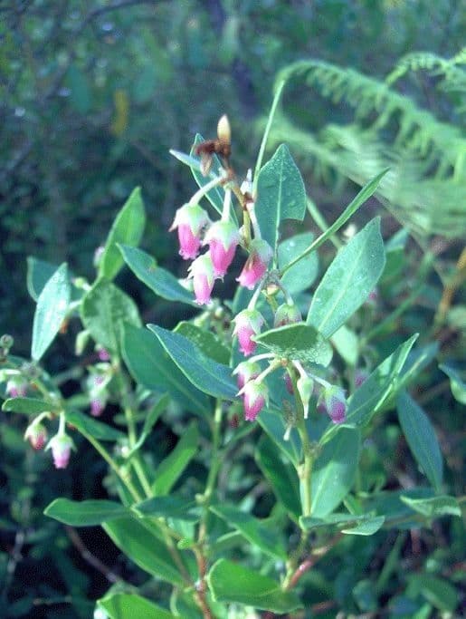 Lyonia lucida 10
