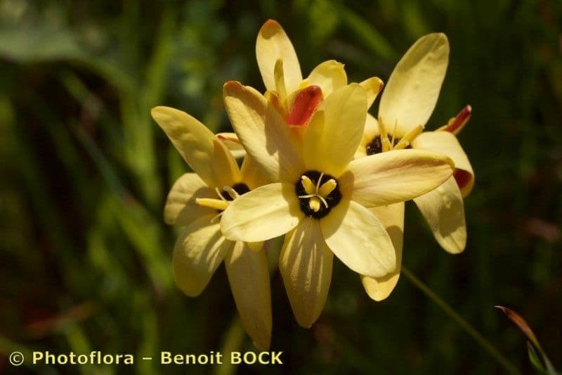 Ixia 2