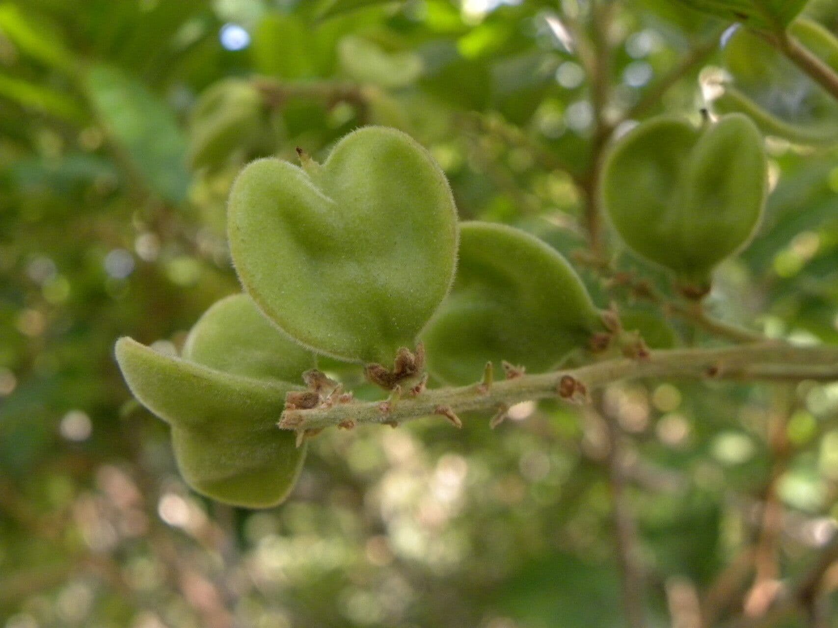 Cupania guatemalense