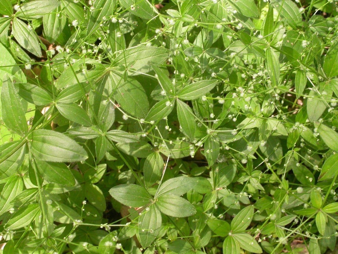 Wald-Kriech 3