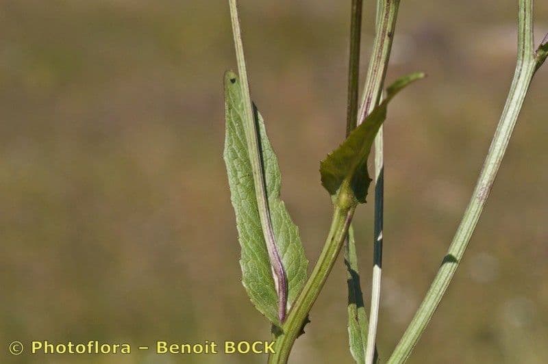 Radicchiella dolcigna 28