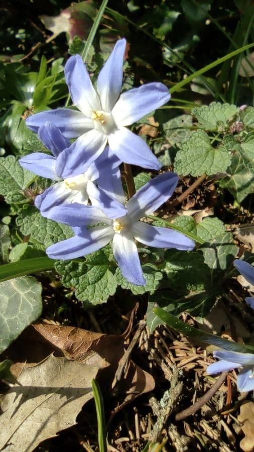 Scilla di Boissier 20