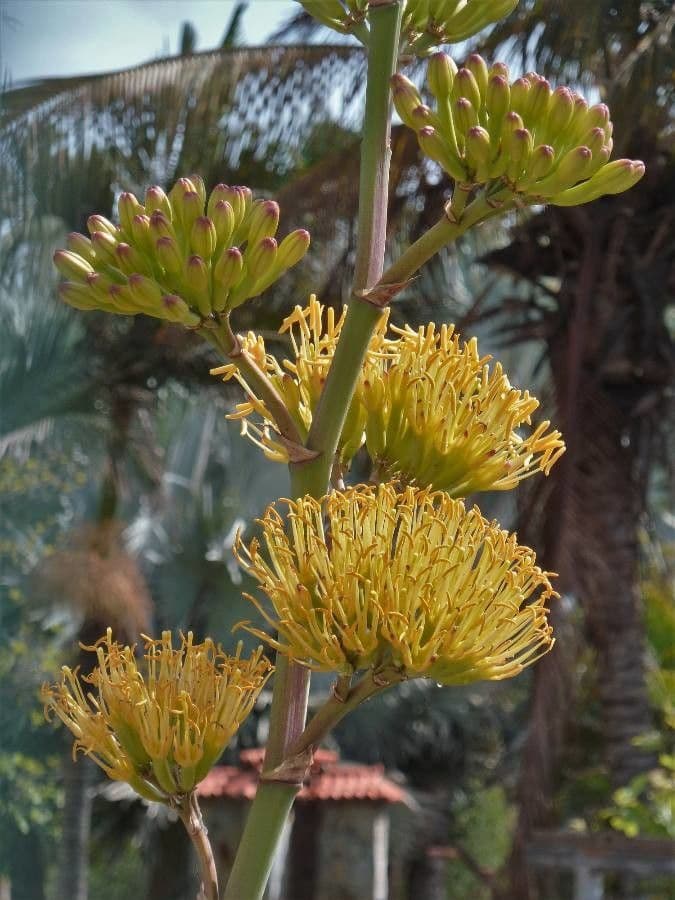 Wüsten-Agave 8
