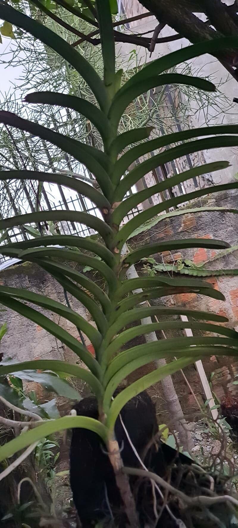 Vanda 14