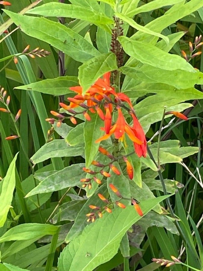 Montbretia 8