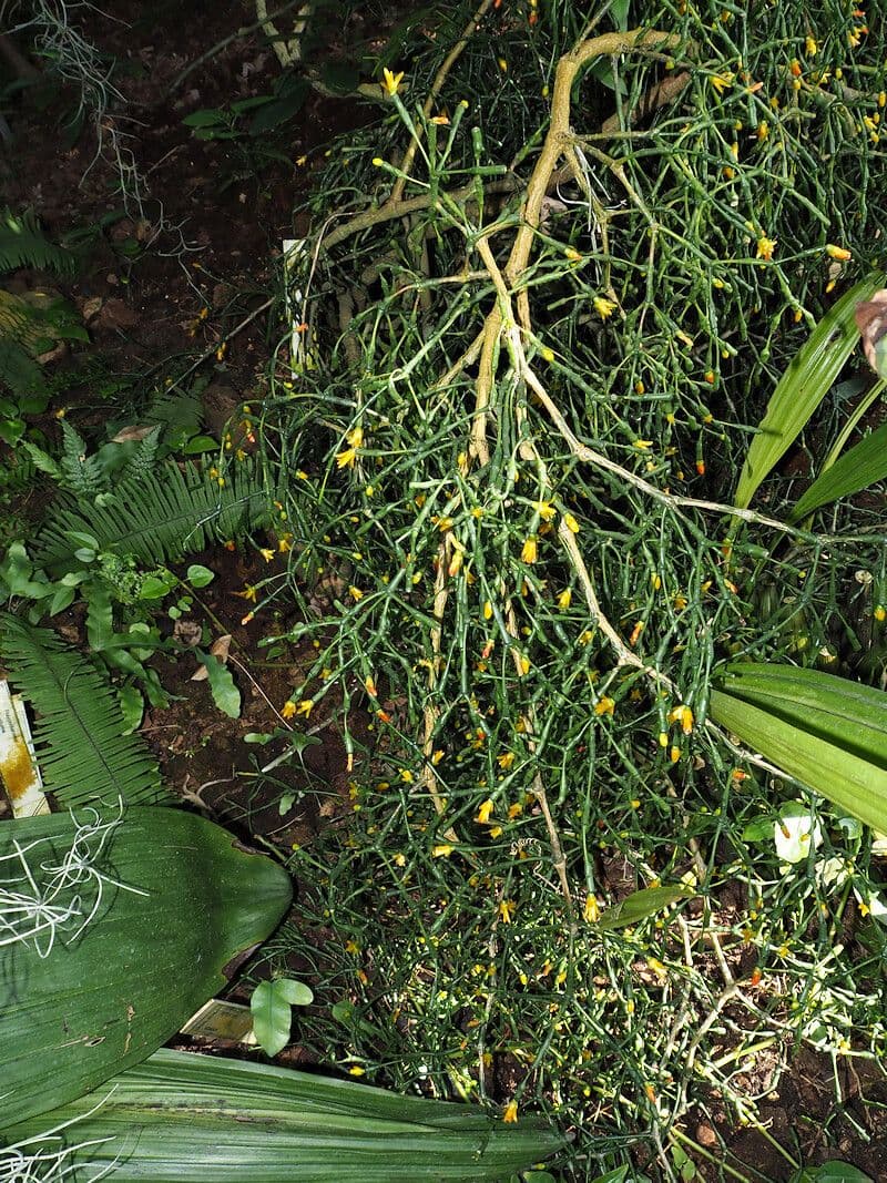 Cactus bottiglia 10