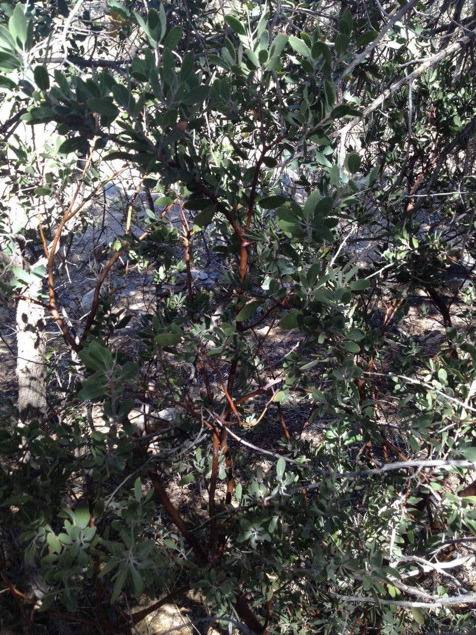 Arbutus 2