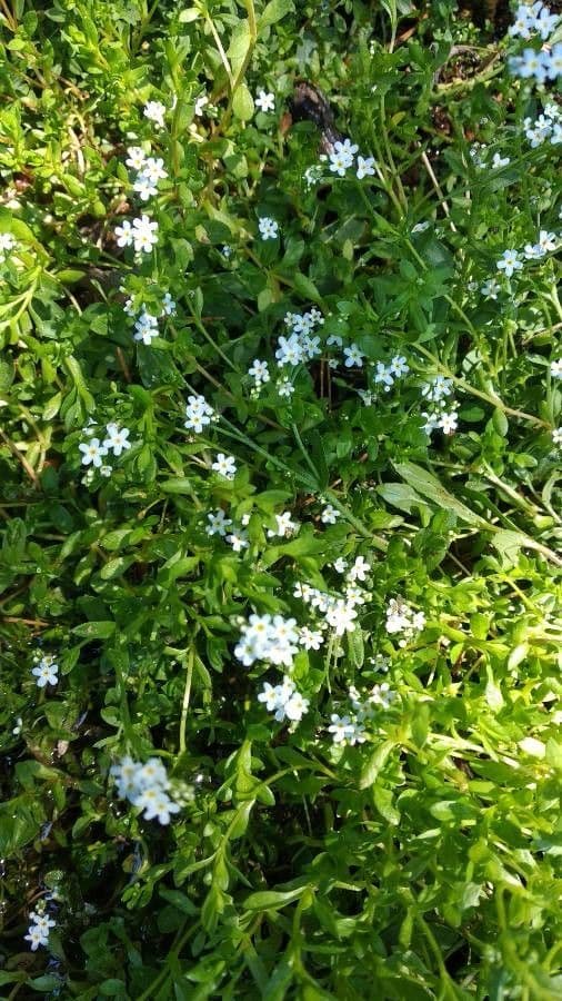 Myosotis 2