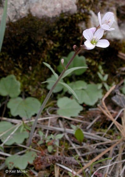Cardamine di Nuttall 8