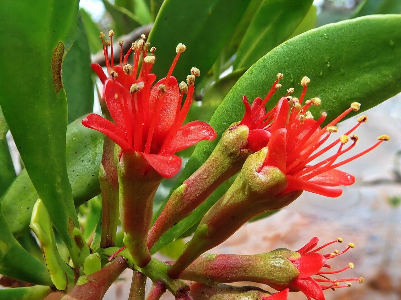 Lumnitzera 6