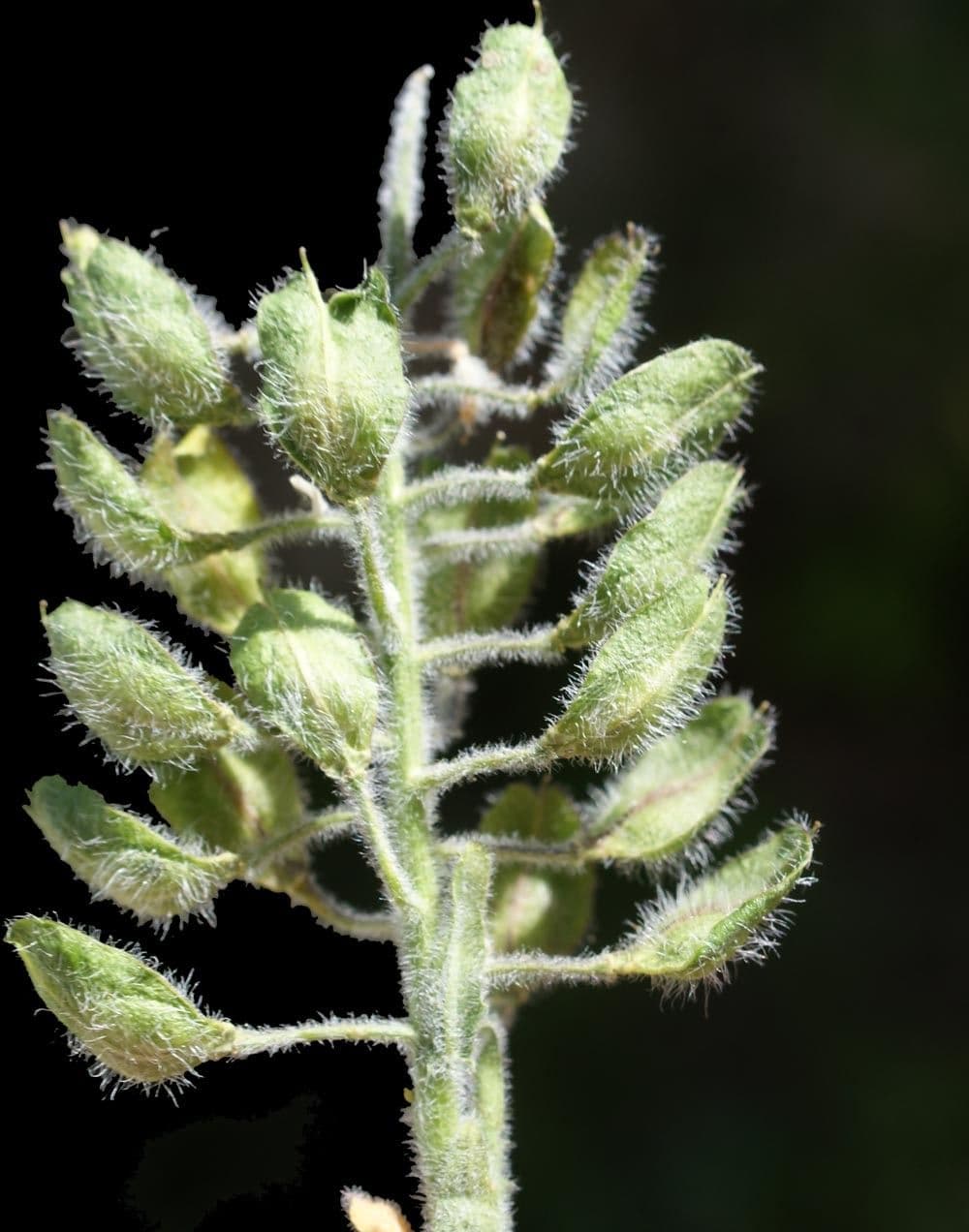 Lepidium 5