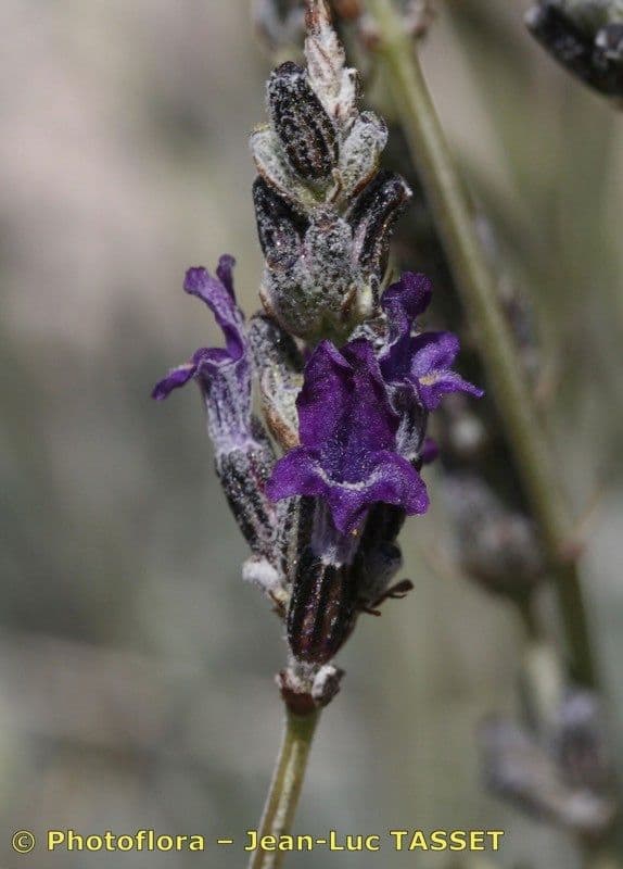 Lavanda lanata 5