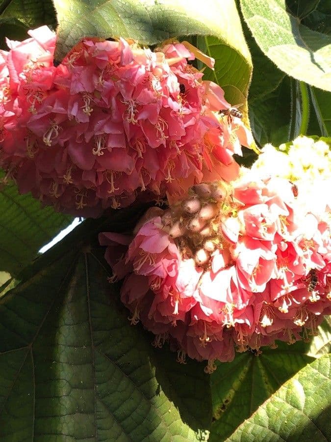 Dombeya burgessiae 8