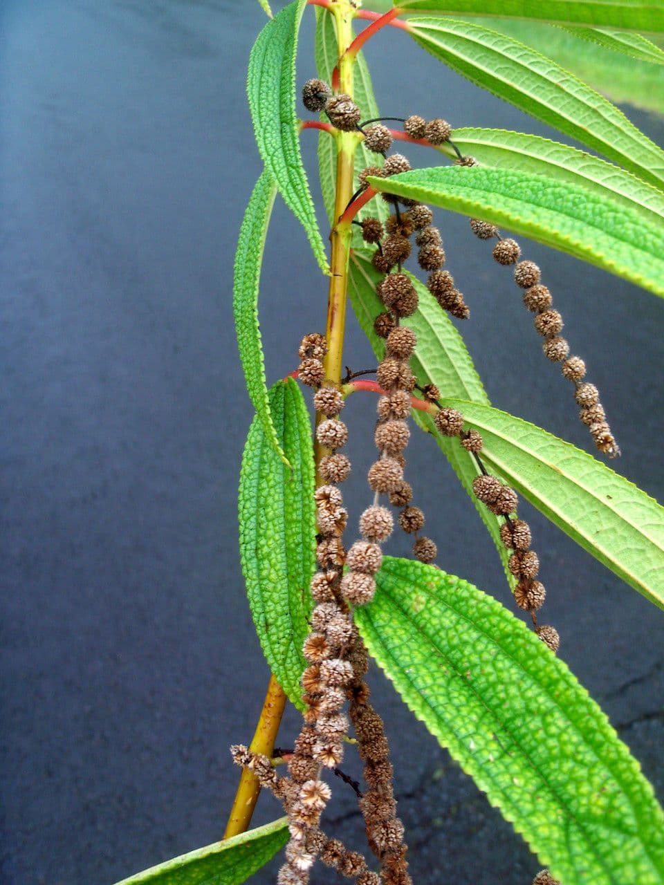 Ortica falsa pendula 26