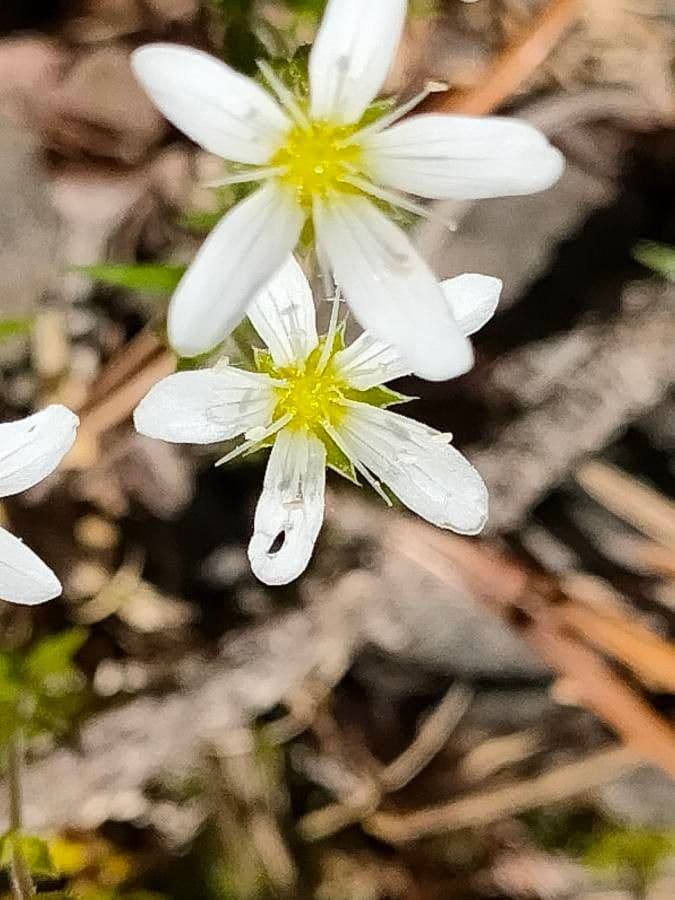 Arenaria grandiflora 4