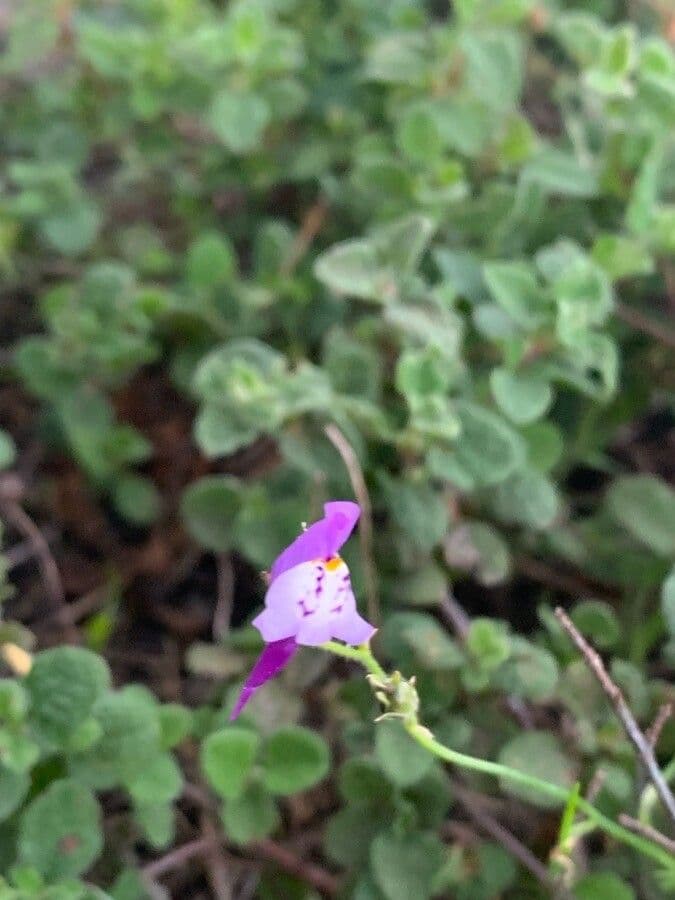 Linaria 5