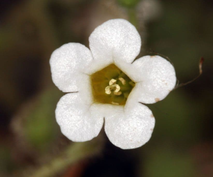 Phacelia 2