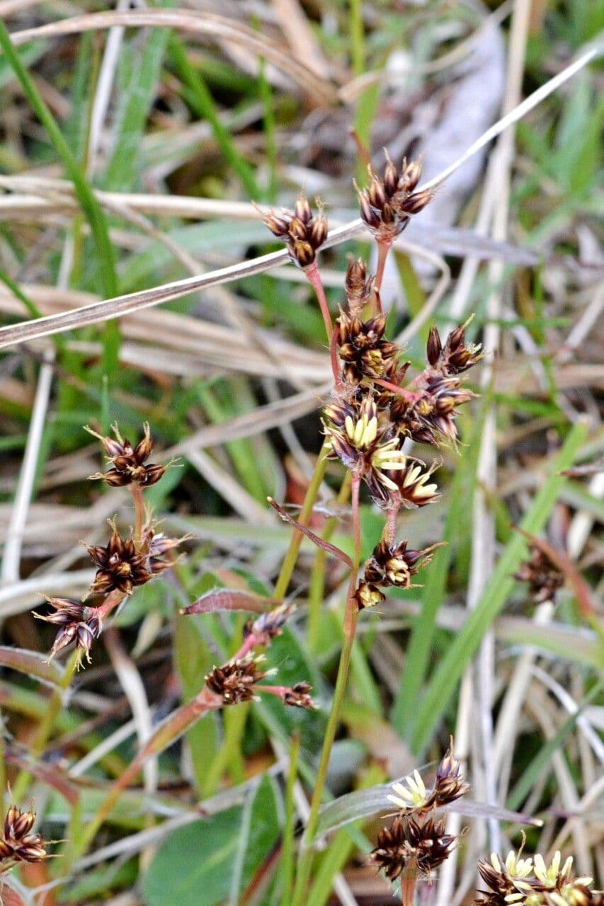 Erba lucciola comune 26