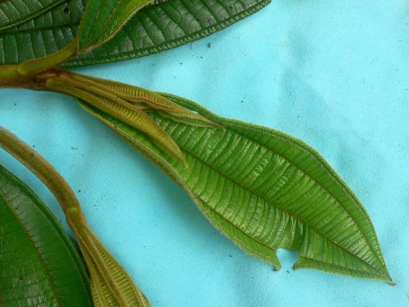 Miconia 16