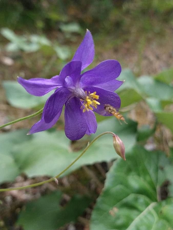 Aquilegia 6