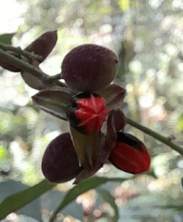 Trichilia 4