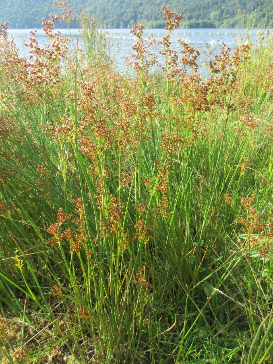 Spitzblütige Binse 11