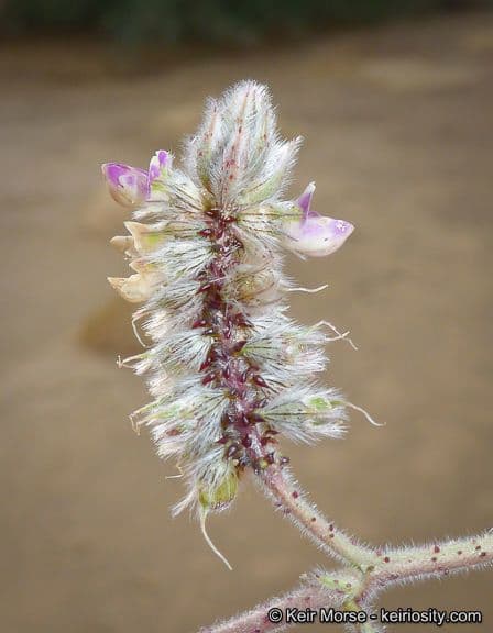 Dalea mollis 3