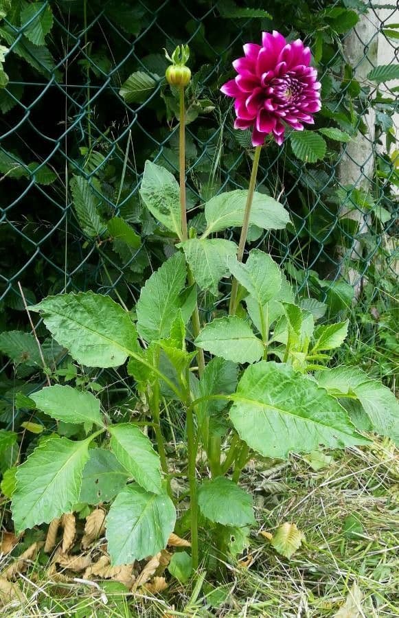 Dalia 11