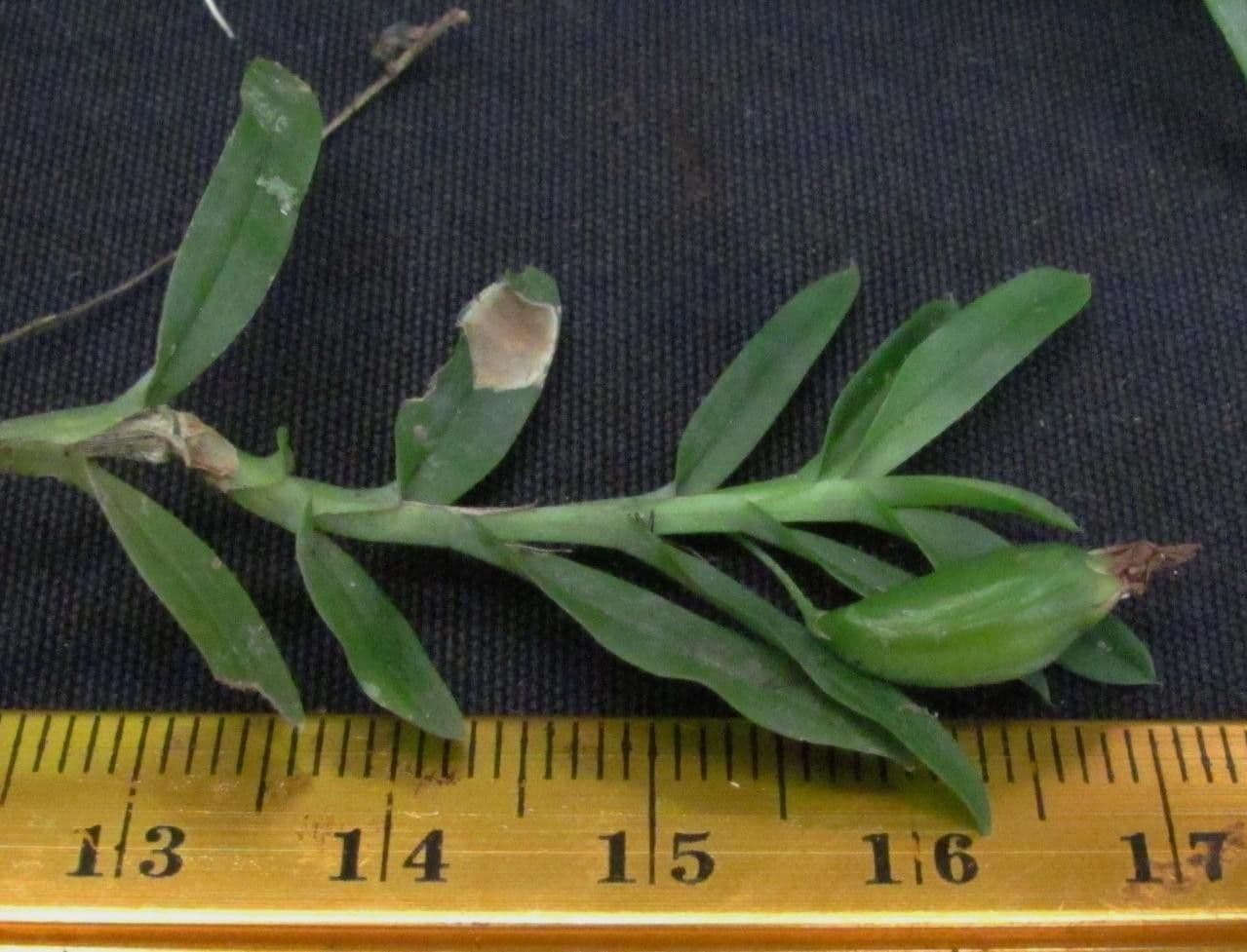 Dichaea 25
