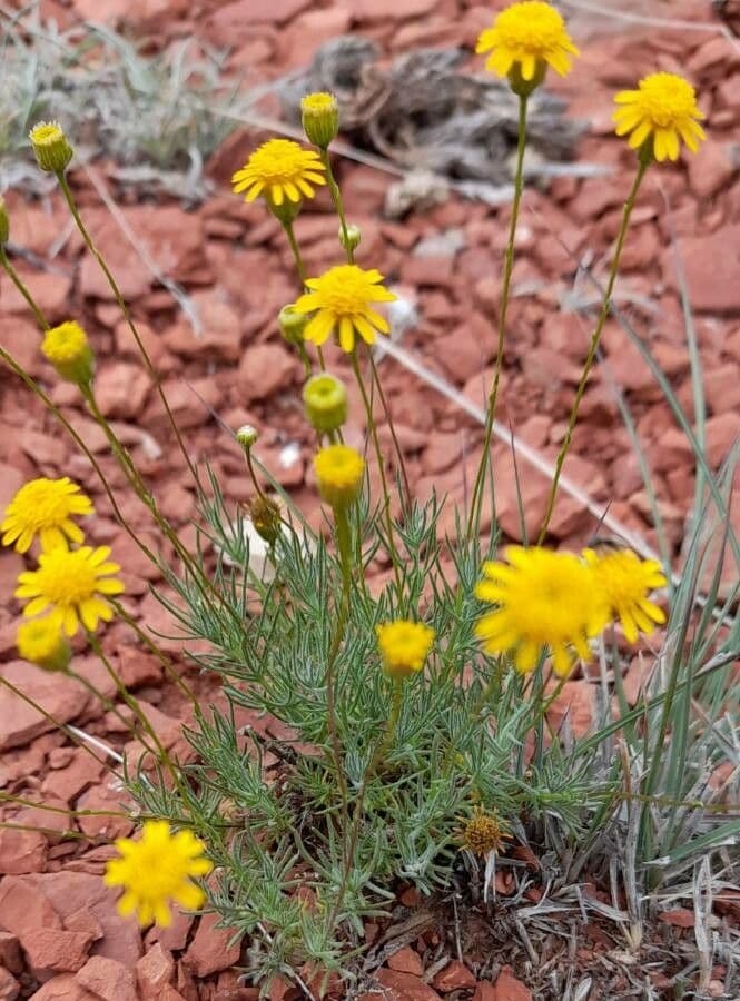 Senecio 3