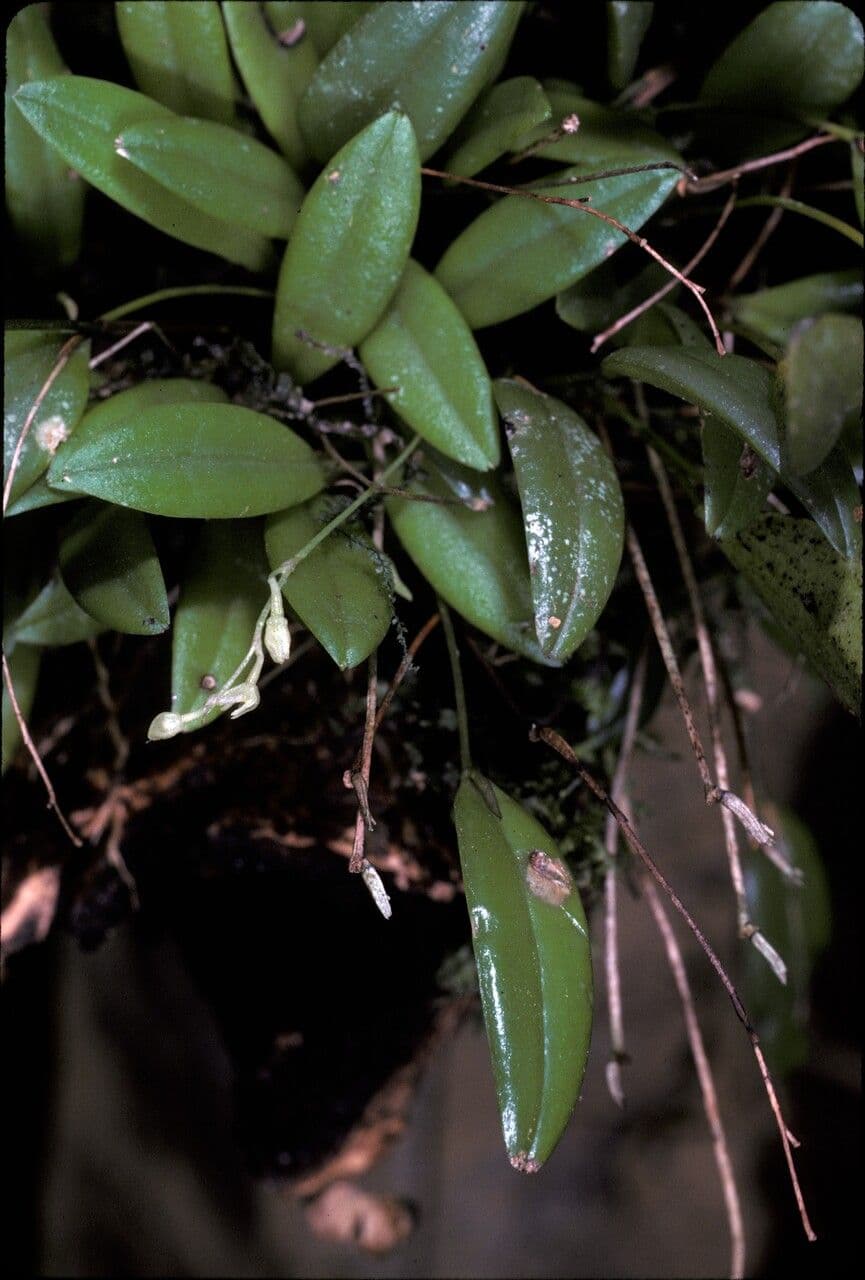 Orchidea cappuccio ceroso 2