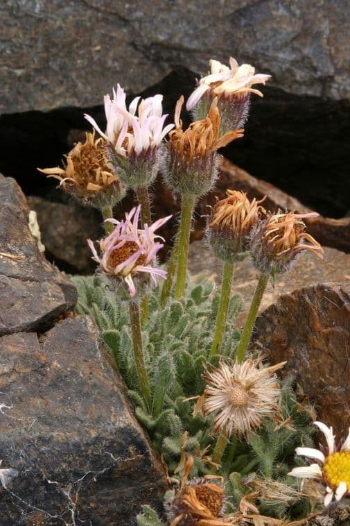 Erigeron errante 6