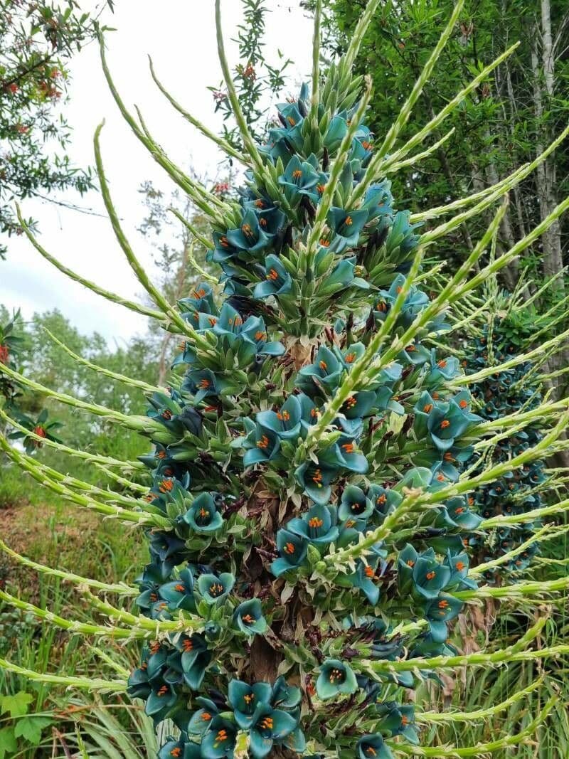 Puya 5